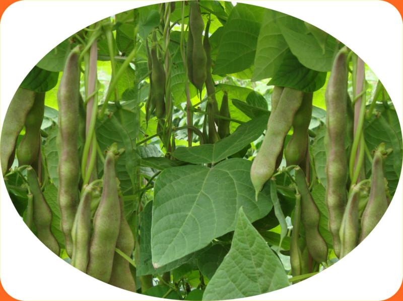 供应紫花油豆种子将军一点红油豆种子