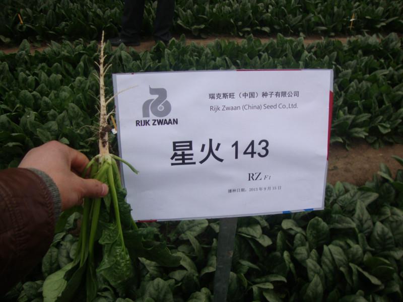 供应瑞克斯旺143菠菜种子