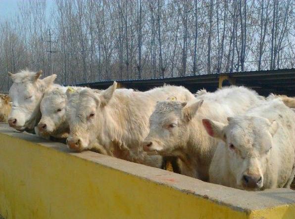 供应贵州肉牛养殖技术肉牛价格