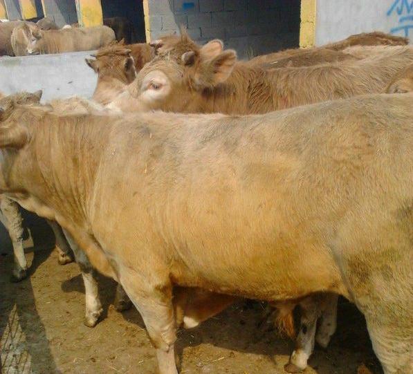 鲁西黄牛的养殖效益分析批发