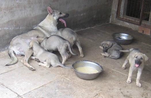 济宁市狼青犬的生活习性厂家供应狼青犬的生活习性