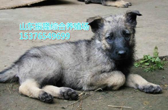 供应日本狼青犬