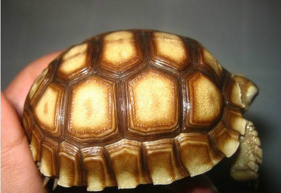 供应苏卡达豹纹龟红脚龟印星龟