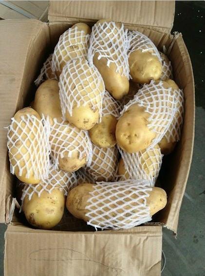 山东荷兰土豆供应价格基地批发