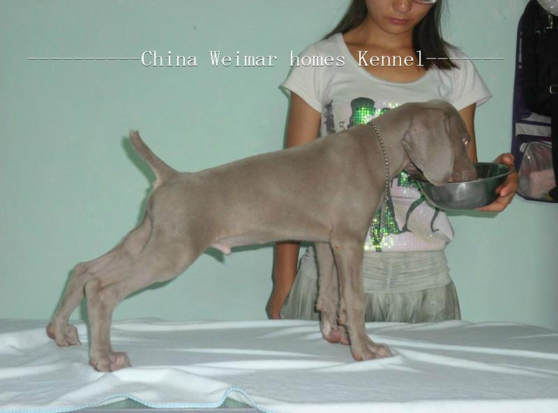 世界上最好的猎犬品种魏玛犬批发