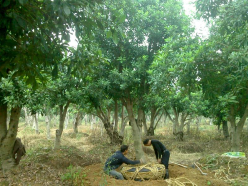 供应怀化杨梅树报价，怀化杨梅树种植基地报价，怀化杨梅树批发价格