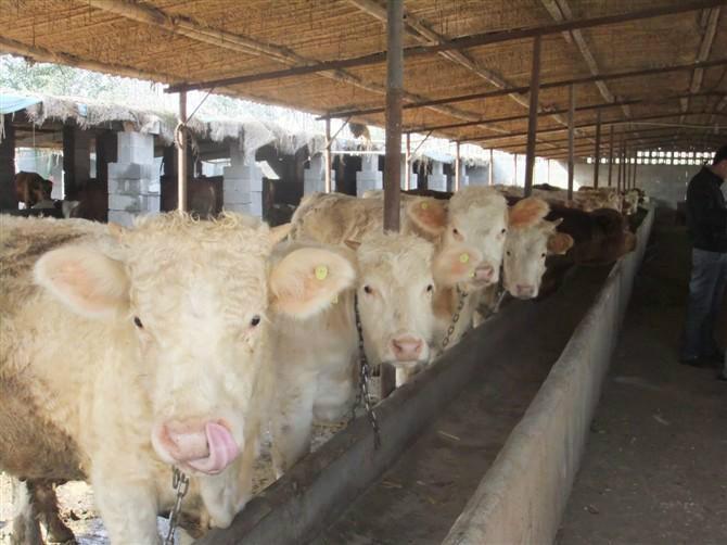 济宁市养殖技术养牛肉牛价格厂家供应养殖技术养牛肉牛价格