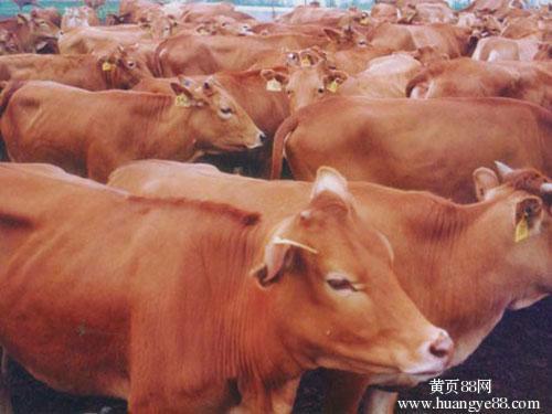 济宁市养殖技术养牛肉牛价格厂家
