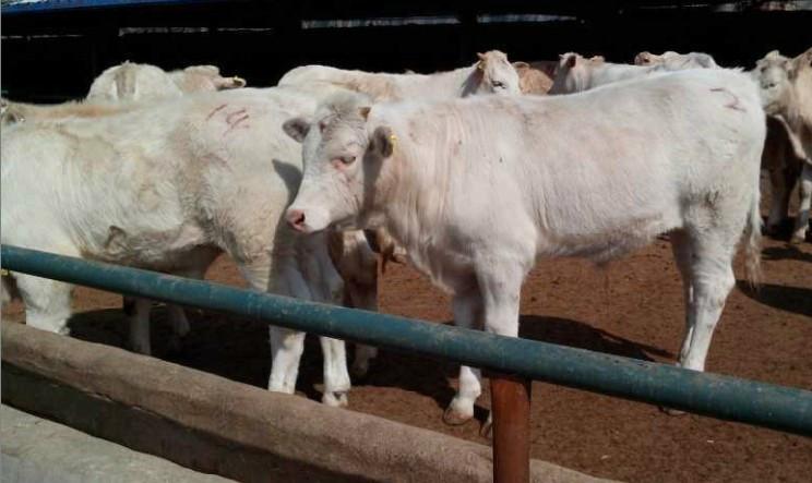 养殖技术养牛肉牛价格供应养殖技术养牛肉牛价格