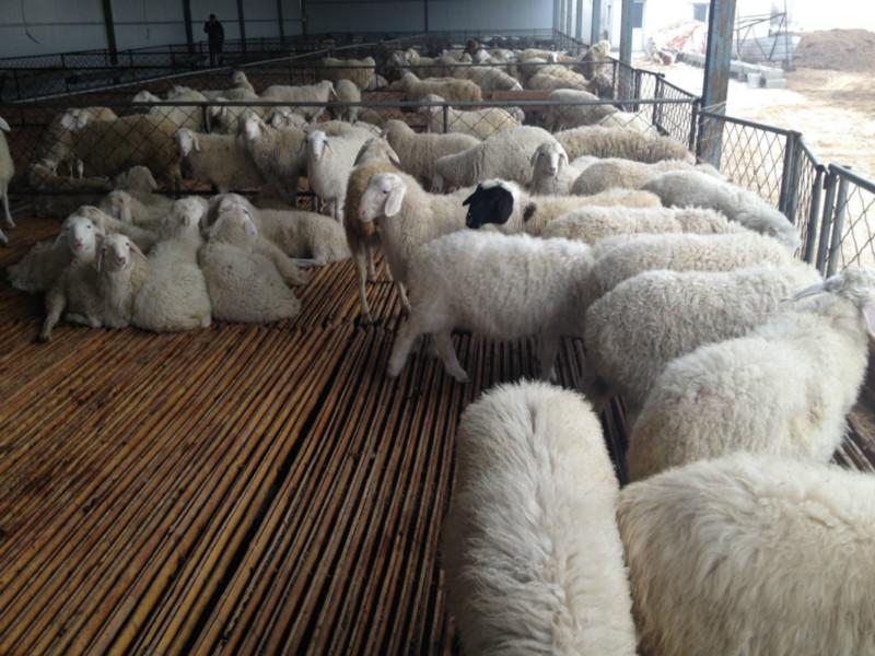 济宁市哪里的肉羊羔价格便宜厂家供应哪里的肉羊羔价格便宜？