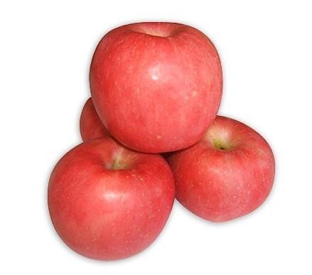 烟台农科院苹果苗 烟台苹果苗 2014年红富士苹果苗价格优惠图片