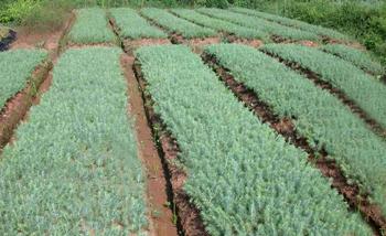 2014年最新印度雪松种子