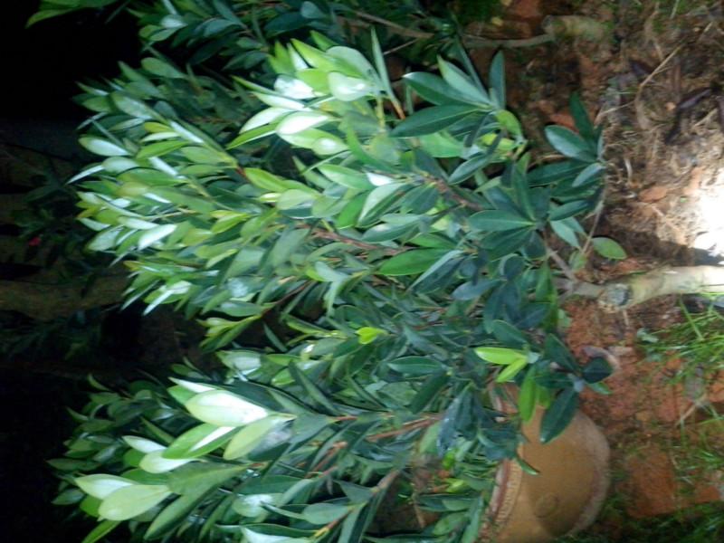 供应红山茶绿化树