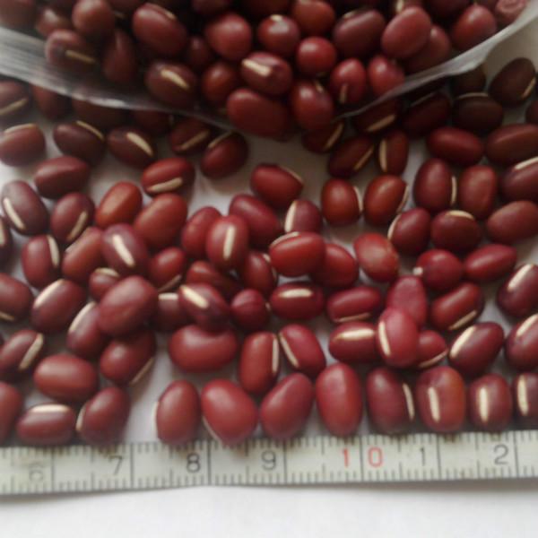 供应优质红小豆