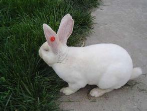 肉兔种兔兔子批发