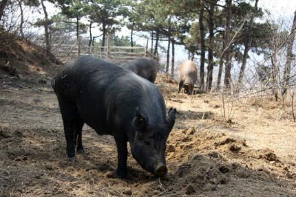 供应长白山山黑猪肉野猪肉柴鸡蛋