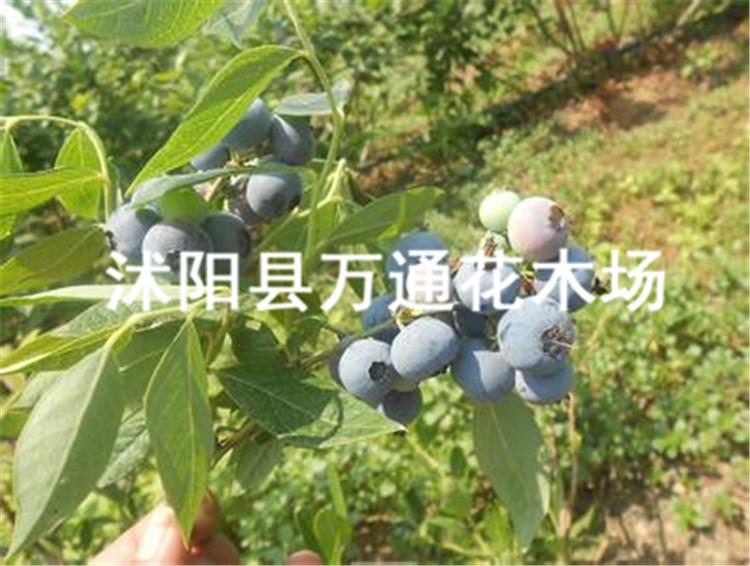 供应蓝莓苗品种蓝莓树苗南方果树苗现货 带营养钵发货 确保成活图片