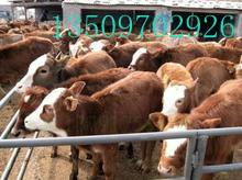 售3至8月龄肉牛犊优质奶牛
