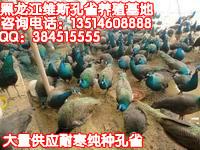 黑龙江孔雀养殖基地在哪里，孔雀养殖场在哪里？