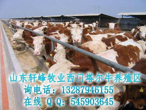 供应西门塔尔牛肉牛品种 饲养方法