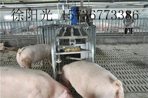 供应养猪设备母猪智能化设备猪供料