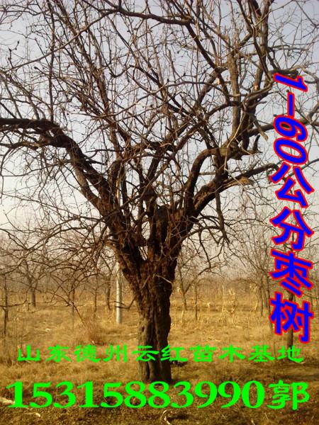 上海枣树古枣树1到60公分批发