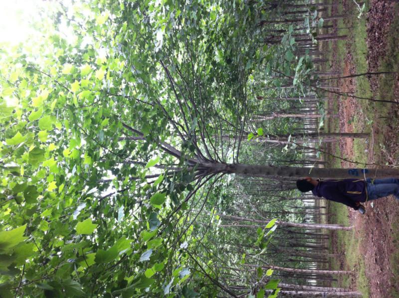 供应法国梧桐  小苗1-38厘米梧桐树 苗圃基地保定苗木