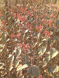 供应北美海棠--高原之火海棠苗