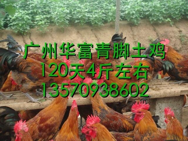 供应广州青脚土鸡苗价格：广州青脚土鸡苗市场价格-广州青脚土鸡苗
