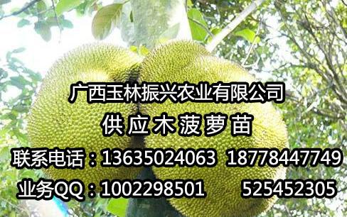 供应广西玉林木菠萝菠萝蜜苗图片