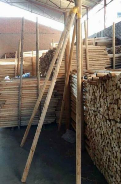 供应山东新型树木支撑杆生产厂家-山东新型树木支撑杆供应商