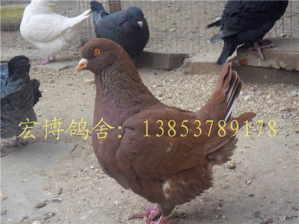 新疆和田元宝鸽公斤鸽观赏鸽养殖批发