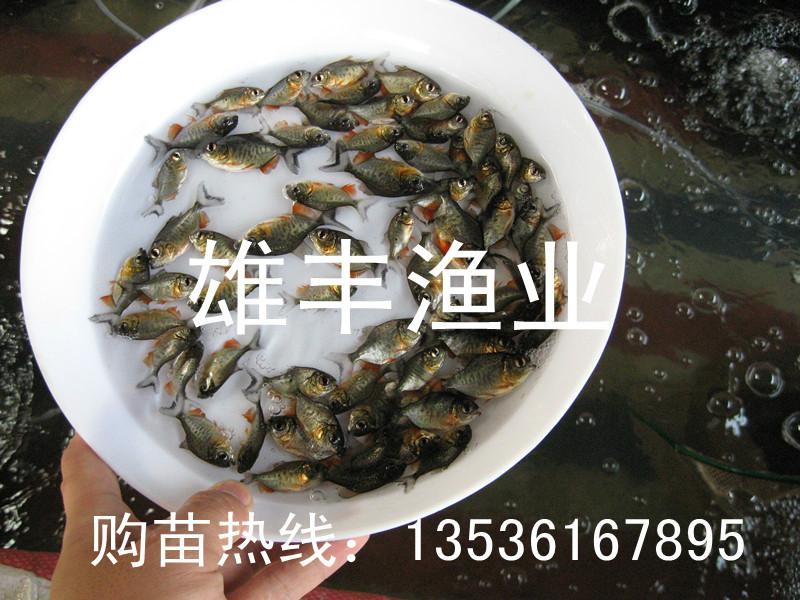 供应广东淡水白鲳鱼鱼苗价格