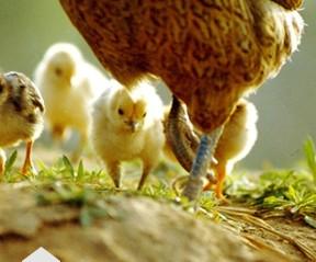 供应养鸡场erp生产管理软件养鸡行业管图片