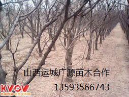 供应杏树出售8-15公分杏树价格优惠供应