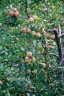 供应苹果树出售2-5公分苹果树