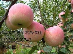 供应苹果树出售8-15公分苹果树价格优惠
