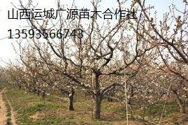 供应出售2-3公分山桃树山杏树货源充足图片