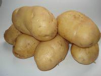 供应土豆种子荷兰15 图片