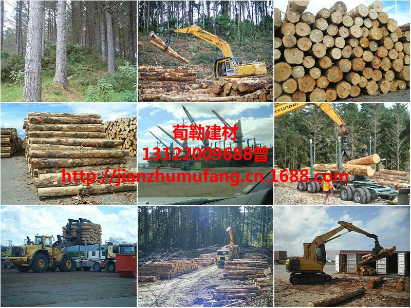 木材加工厂大量批发松木木方批发