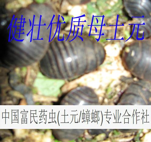 地鳖虫养殖地乌龟价格土元饲料配方批发