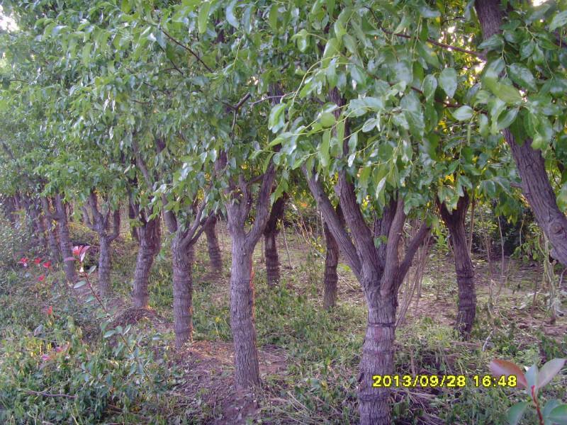 供应15公分山东大枣树，山东枣树的市场价格。