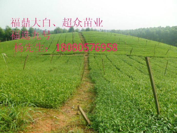 供应陕西茶叶茶苗、让陕西茶叶、茶苗走出陕西提高市场占有率