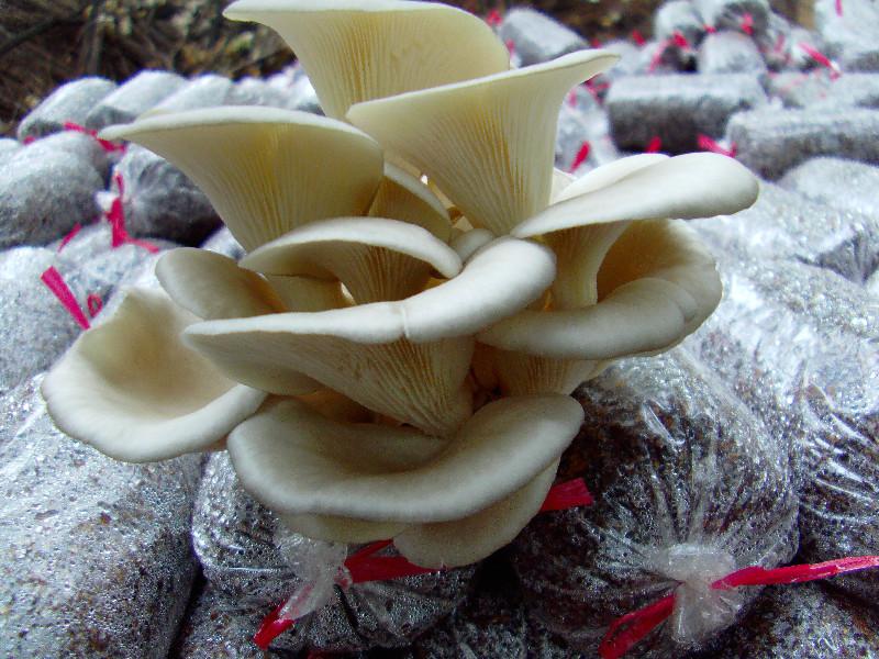 食用菌平菇高产3批发