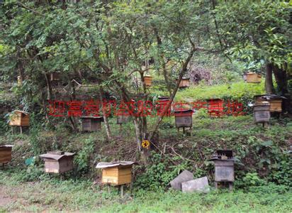 蜂蜜厂家_蜂蜜厂家供货商_供应野生蜂蜜厂家