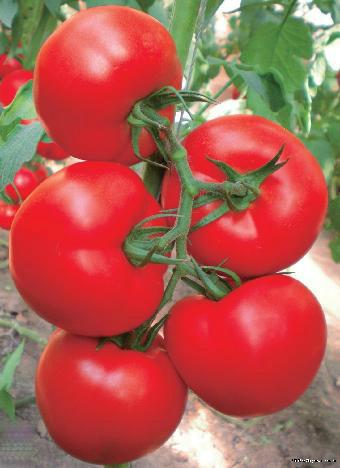 供应西红柿价格西红柿产地西红柿批发图片