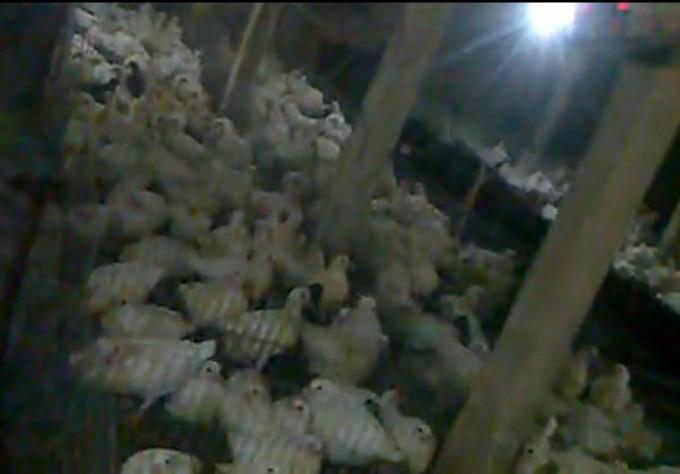 供应鸽乳乳鸽人工孵化技术人工喂养技术图片