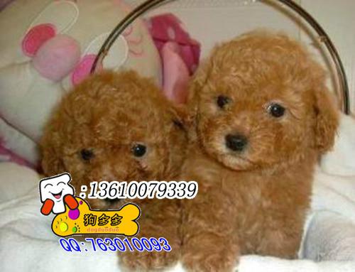 供应广州买卖纯种泰迪熊宠物狗