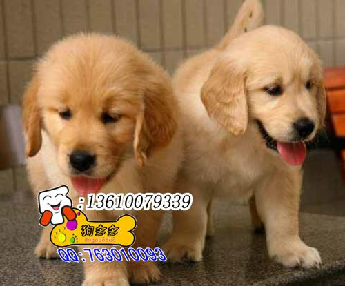 供应广州市出售纯种金毛犬幼犬图片