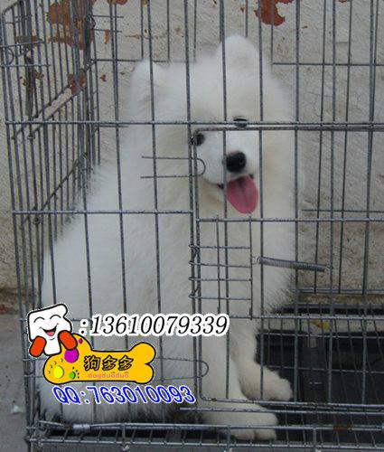 供应萨摩耶犬广州哪里有卖萨摩耶犬
